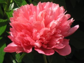 Peony Lorelei (Lorelei): foto e descrição, comentários