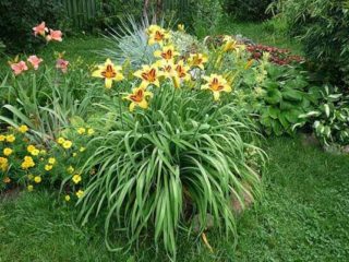 Daylily France Hals: الوصف والصور والتعليقات