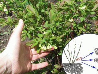 Honeysuckle Tomichka: variety description, photos and reviews
