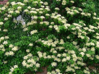 Hydrangea petiolate Miranda: planting and care, photos, reviews