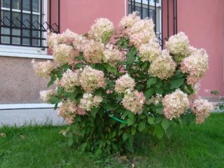 Hydrangea Summer Love: popis, výsadba a starostlivosť