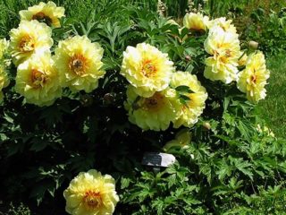 Peony Garden Treasure (Yellow Treasure): fotografia a popis odrody, recenzie