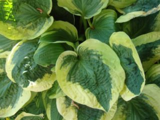 Hostas: variedades y tipos con fotos y nombres.