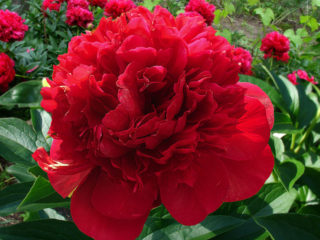 Peony Red Magic (Red Magic): fotos y descripción, críticas