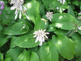 Hosta plantain: photo and description of varieties Grandiflora, Aphrodite