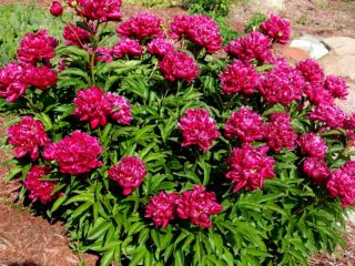 Peony Kansas: photo and description, reviews