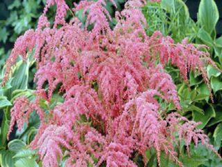 Astilbe Straussenfeder (pštrosie perie): fotografia a popis