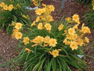 Preparando os daylilies para o inverno: quando começar, podar e cobrir
