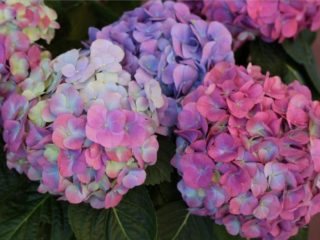 Hydrangea Chameleon: fotografia, výsadba a starostlivosť, reprodukcia