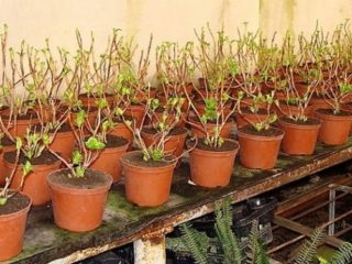 Hoe hortensiazaailingen tot de lente te bewaren: in het appartement en de kelder