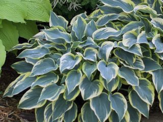 Hosta Fest Frost: fotografia a popis