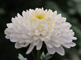 Chrysanthemum Antonov: photo, growing rules, planting and care