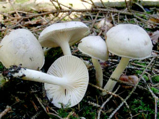 عطرة Hygrophorus: حيث تنمو والوصف والصورة