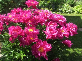 Peony Karl Rosenfeld: foto y descripción, críticas.