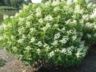 Hydrangea paniculata Magical Starlight: popis, fotografie a recenzie
