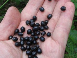 How to grow peonies from seeds from China