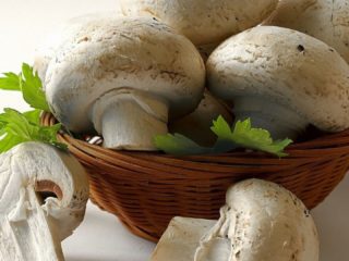 Champignon: foto e descrizione, tipi di funghi commestibili, differenze, termini e regole di raccolta