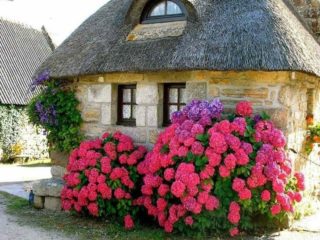 Hydrangea Red Baron: anmeldelser, planting og stell, bilder