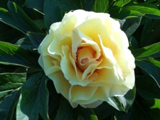 Peony Ito-hybrid Canary Diamond (diamantes canarios): reseñas + fotos