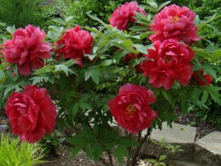 Tree peony: care and cultivation in the Moscow region, preparation for winter