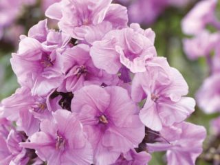 Phlox Zenobia: fotografie a popis, recenzie