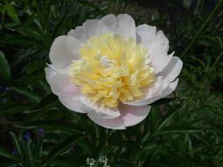 Peony Primavera: photo and description, reviews