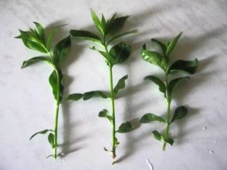 Cara mengakar phlox dengan keratan: masa, peraturan, kaedah