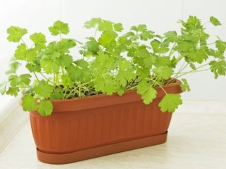 How to grow parsley on a windowsill