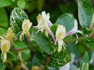 Zimolez japonský: Purpurea, Aureoreticulata, Red World