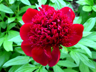 Peony Red Charm (Red Charm): fotos y descripción, críticas