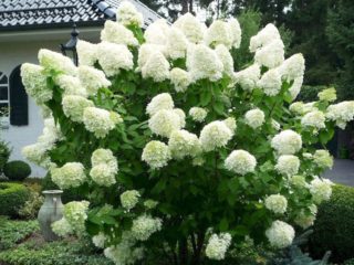 Hydrangea paniculata White Lady: popis, výsadba a starostlivosť, recenzie