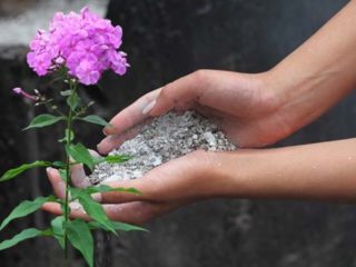 كيفية تغذية الفلوكس: للإزهار وأثناء وبعد الإزهار
