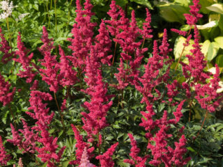 Astilbe Chocolate Cherry (Čokoládová čerešňa): fotografia a popis