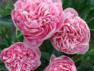 Peony Etched Salmon: photo and description, reviews