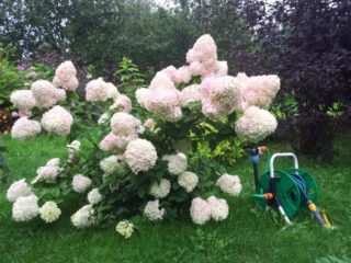 Hydrangea paniculata Big Ben: penerangan, penanaman dan penjagaan, ulasan