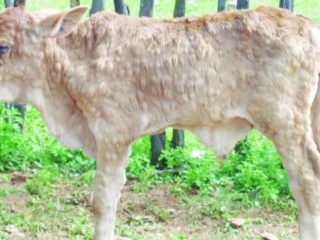 Conos en ganado: en una vaca, en un ternero.