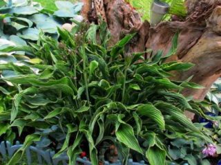 Hosta Praying Hands (Prying Hands): photo and description, reviews