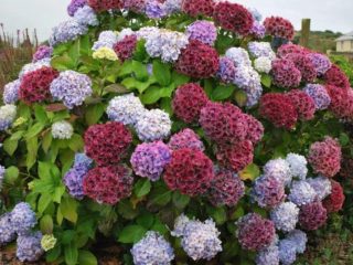 Cómo alimentar hortensias con ácido cítrico: proporciones.
