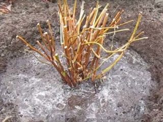 Hoe pluimhortensia in het voorjaar te snoeien: diagram en video voor beginners