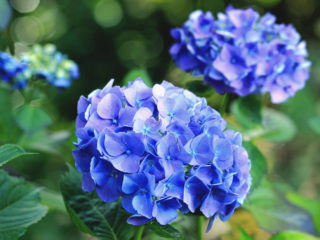 Hydrangea: how to make blue, what determines the color