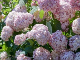 Soorten boomhortensia met foto's en namen