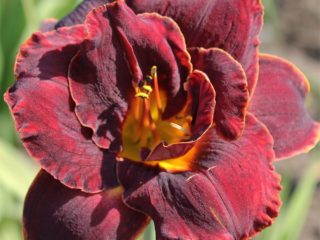 Daylily Knight Embers: الوصف والصورة والغرس والرعاية والفيديو