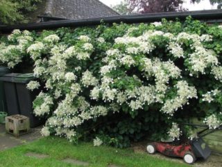Petiolate hydrangea (climbing): planting and care, winter hardiness, reviews