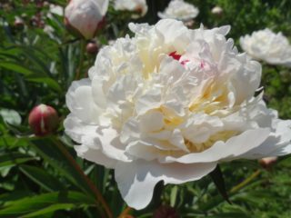 Peony Marie Lemoine: bilde og beskrivelse, anmeldelser