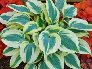 Hosta Blue Ivory: photo and description