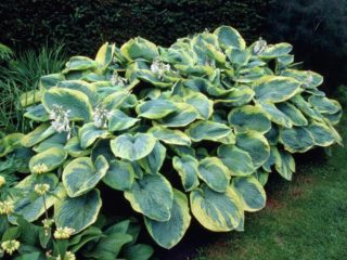 Hosta Francis Williams (France Williams): photo and description of the variety