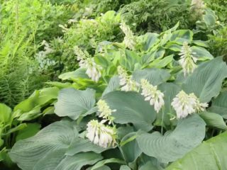 Hosta Blue Angel: وصف وخصائص الصنف والصور