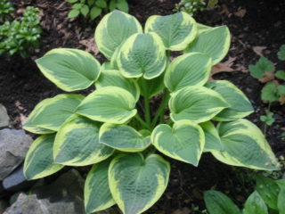 Hosta Robert Frost: fotografie și descriere