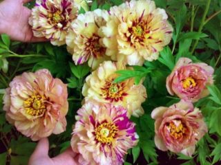 Peony Lollipop (Lollipop): photo and description, reviews