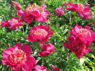 Peony Nippon Beauty: photos and description, reviews